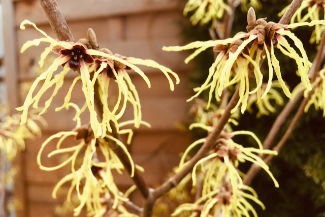 Hamamelis